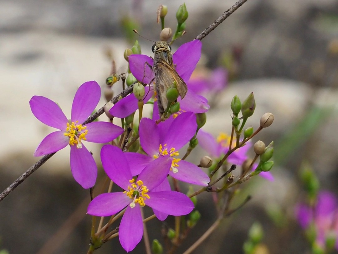 Unidentified skipper