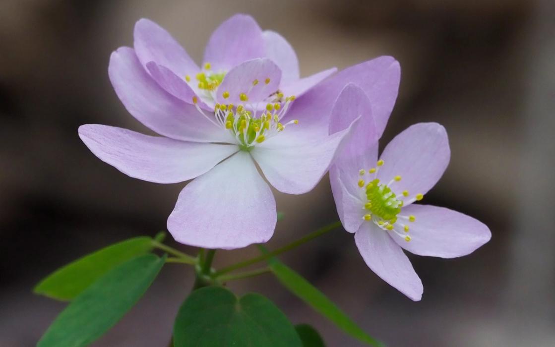 Soft pink flowers of Rue anenome