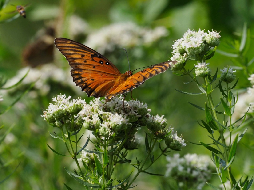 Gulf fritillary