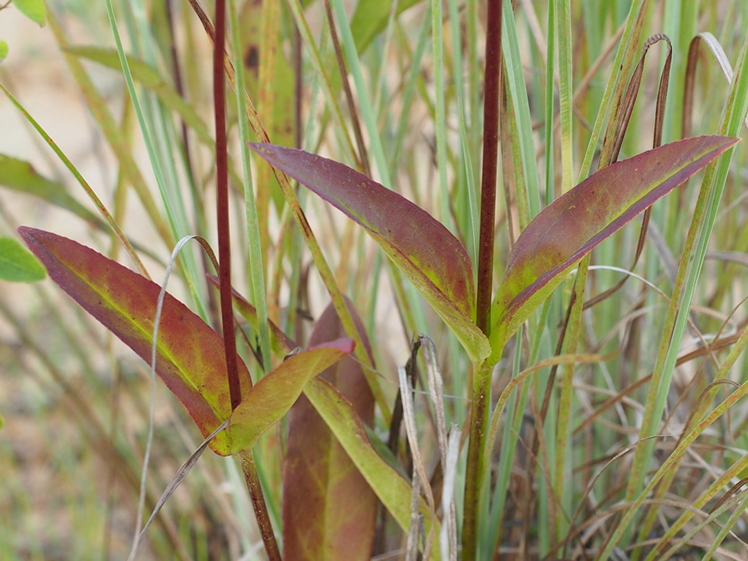 Red stem and leaves