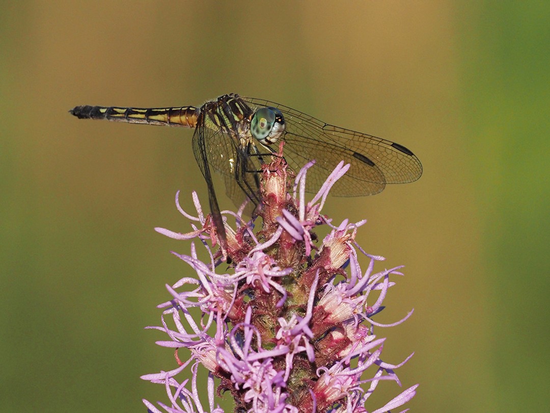 Female Blue Dasher