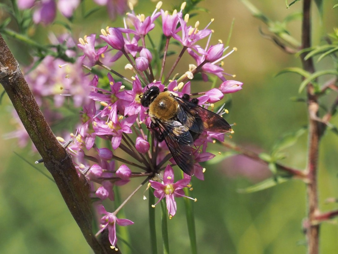 Large carpenter bee (Xylocopa virginica)