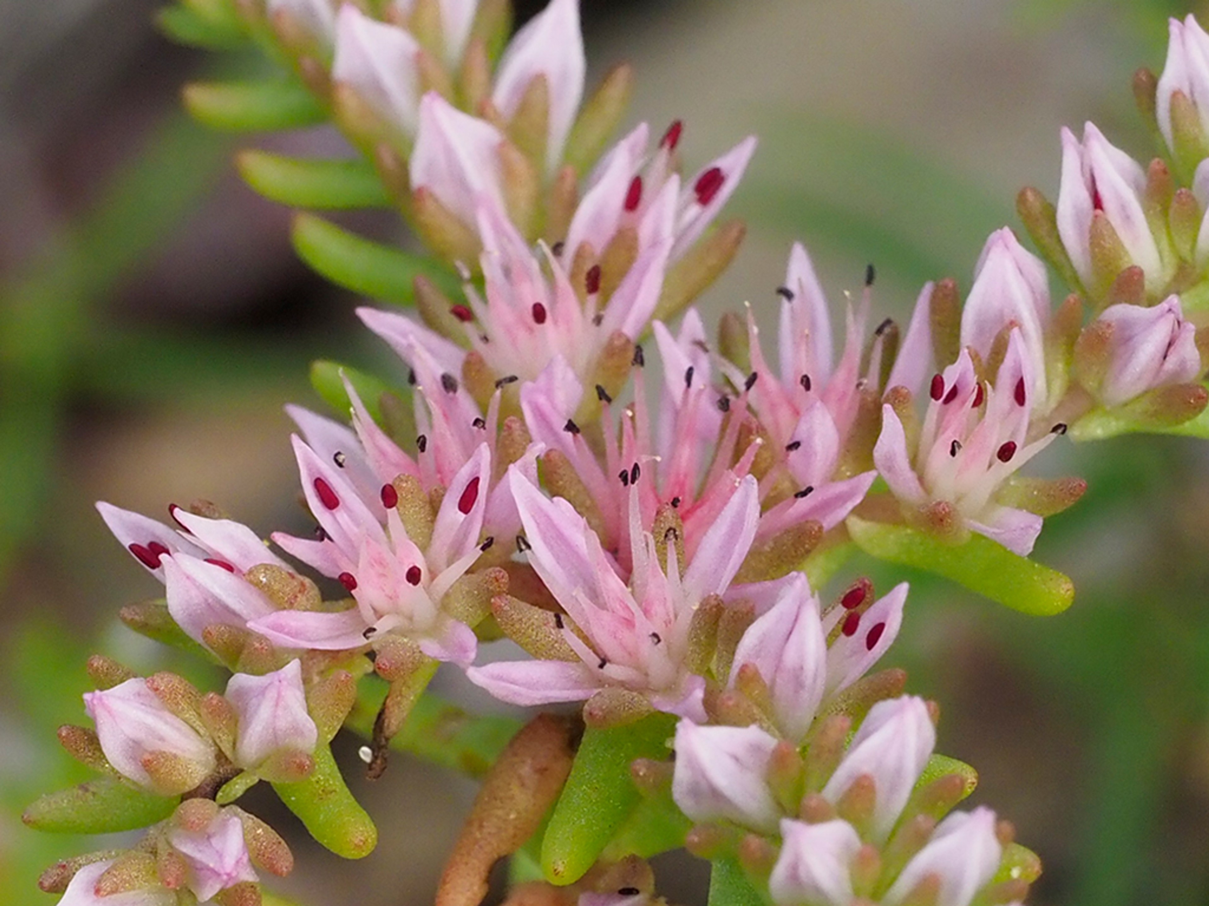 Bright, crimson red anthers transition to black