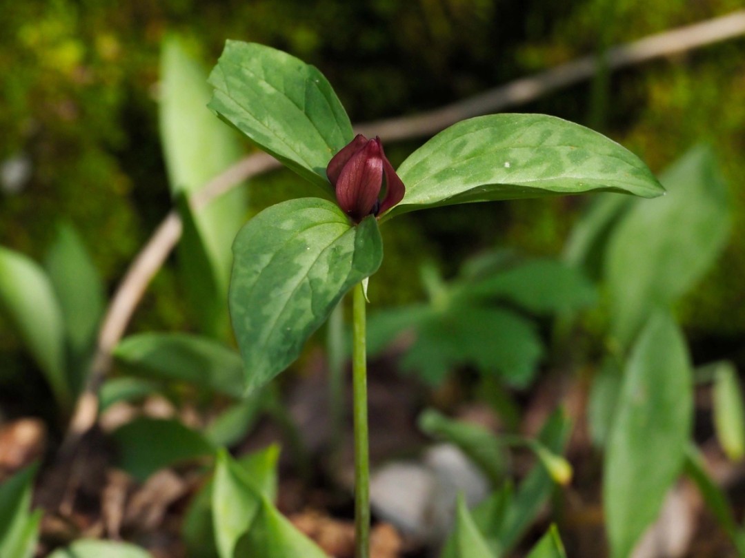 Purple trillium (Trillium recurvatum)