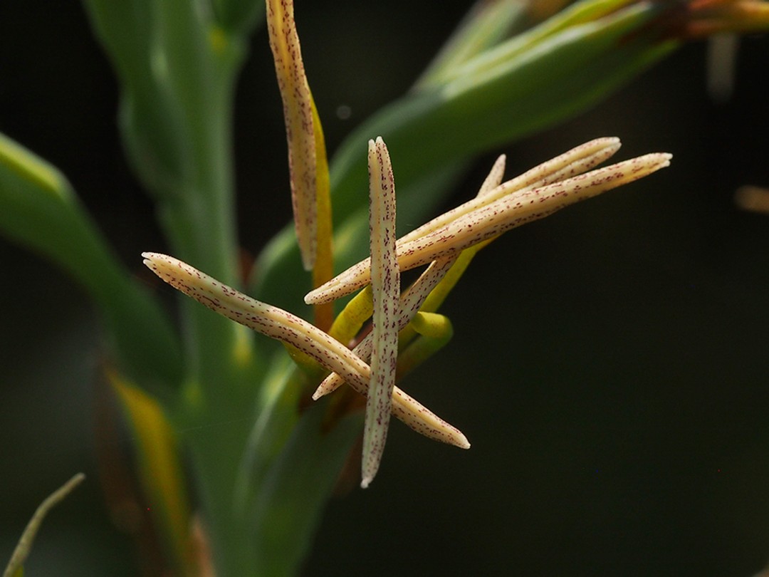 Beautiful anthers with purple dots