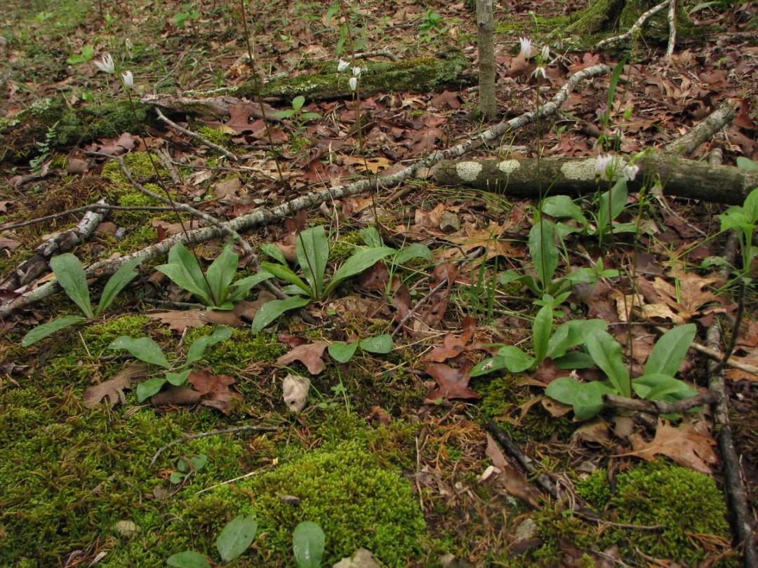 Many plants in colony