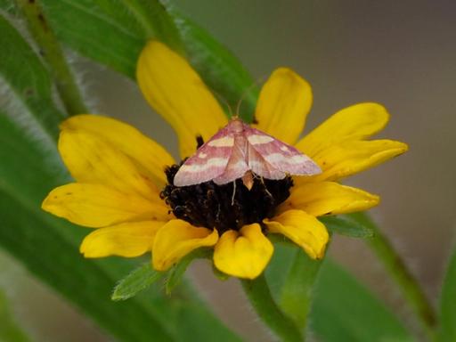 Coffee-loving Pyrausta moth