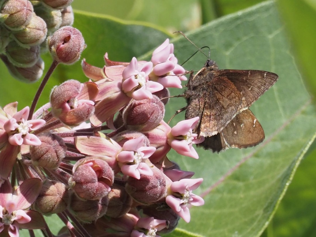 Northern cloudywing