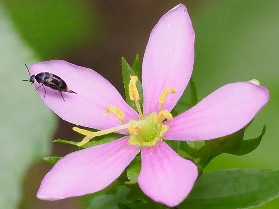 Genus Falsomordellistena