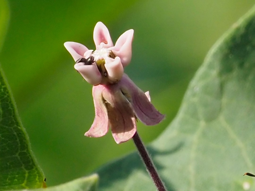 Flower and calyx