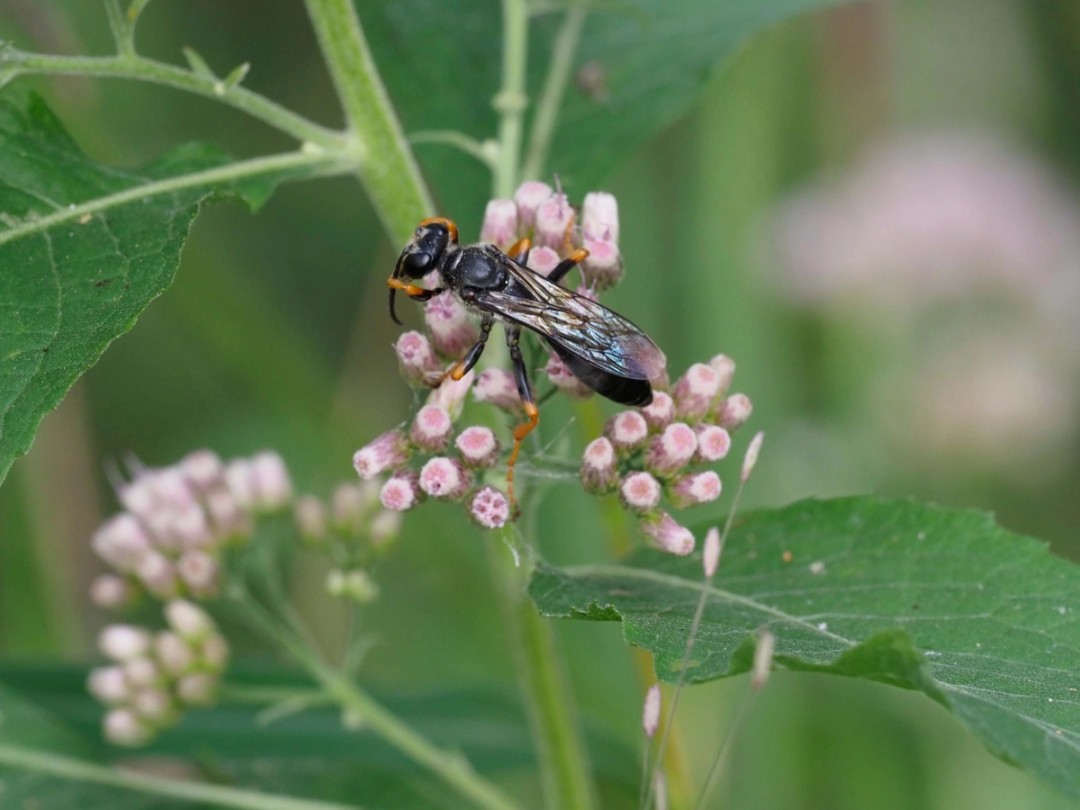 Katydid wasp