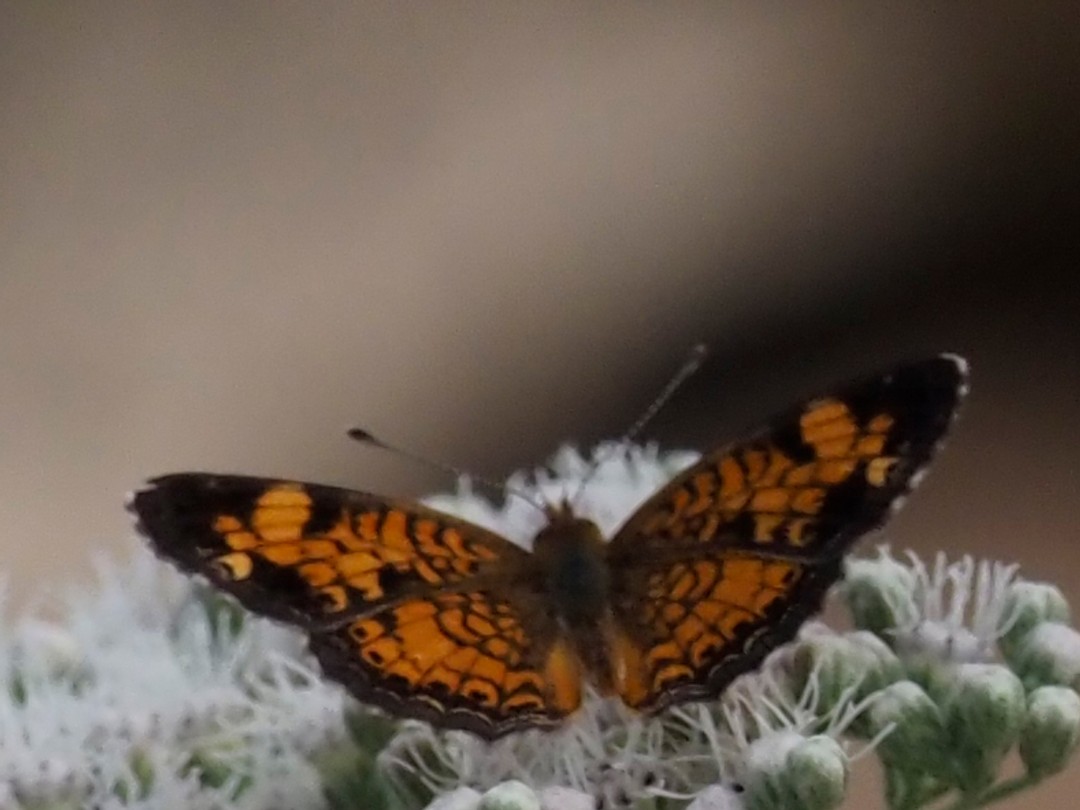 Pearl crescent
