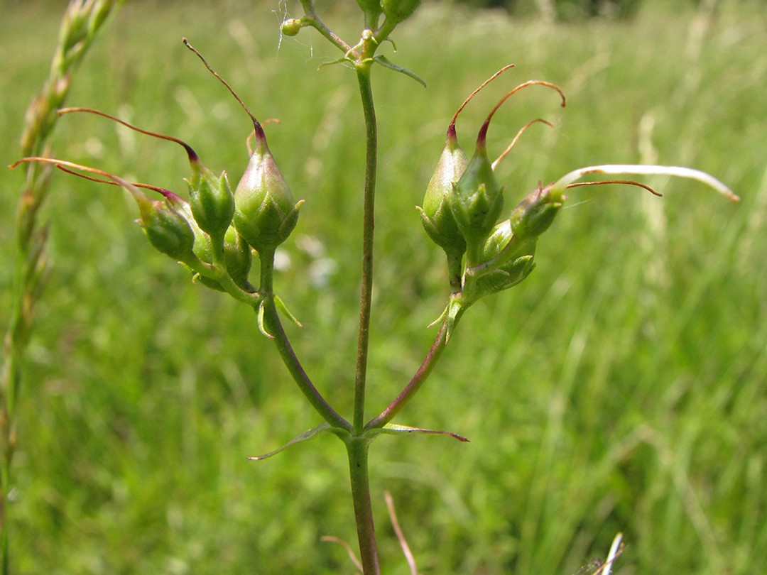Ripening seed pods
