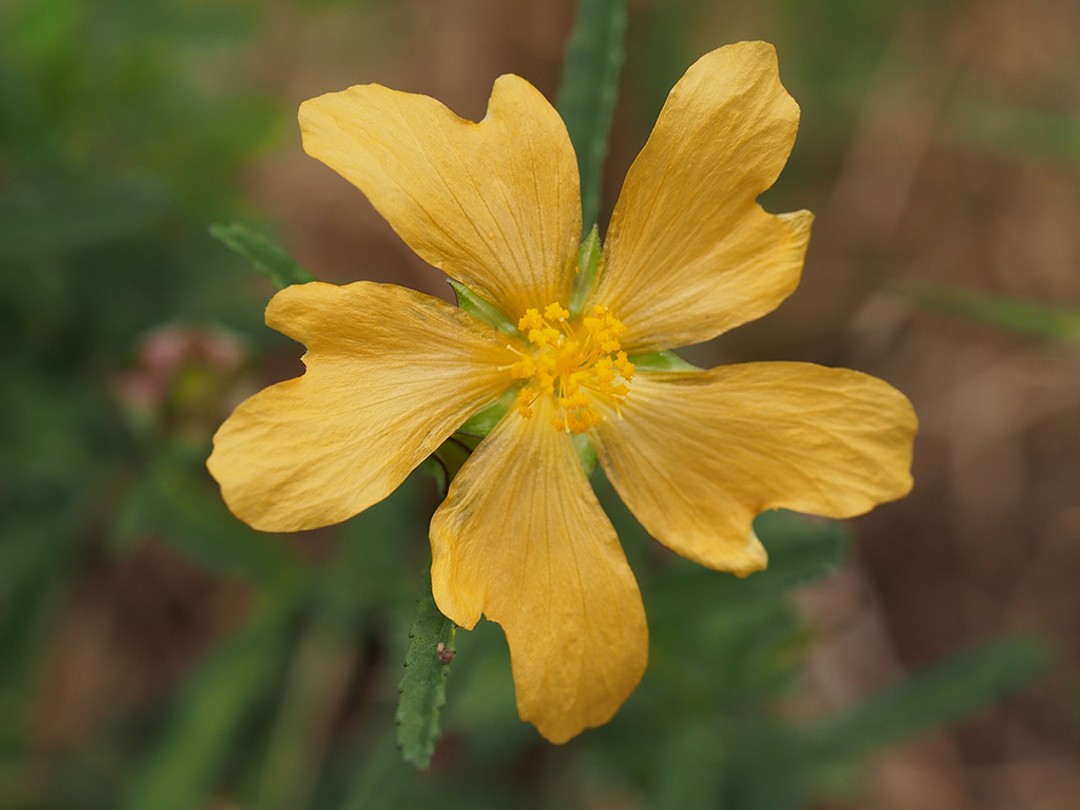 Sida elliottii flower