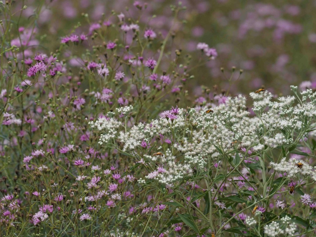 with Palafoxia callosa