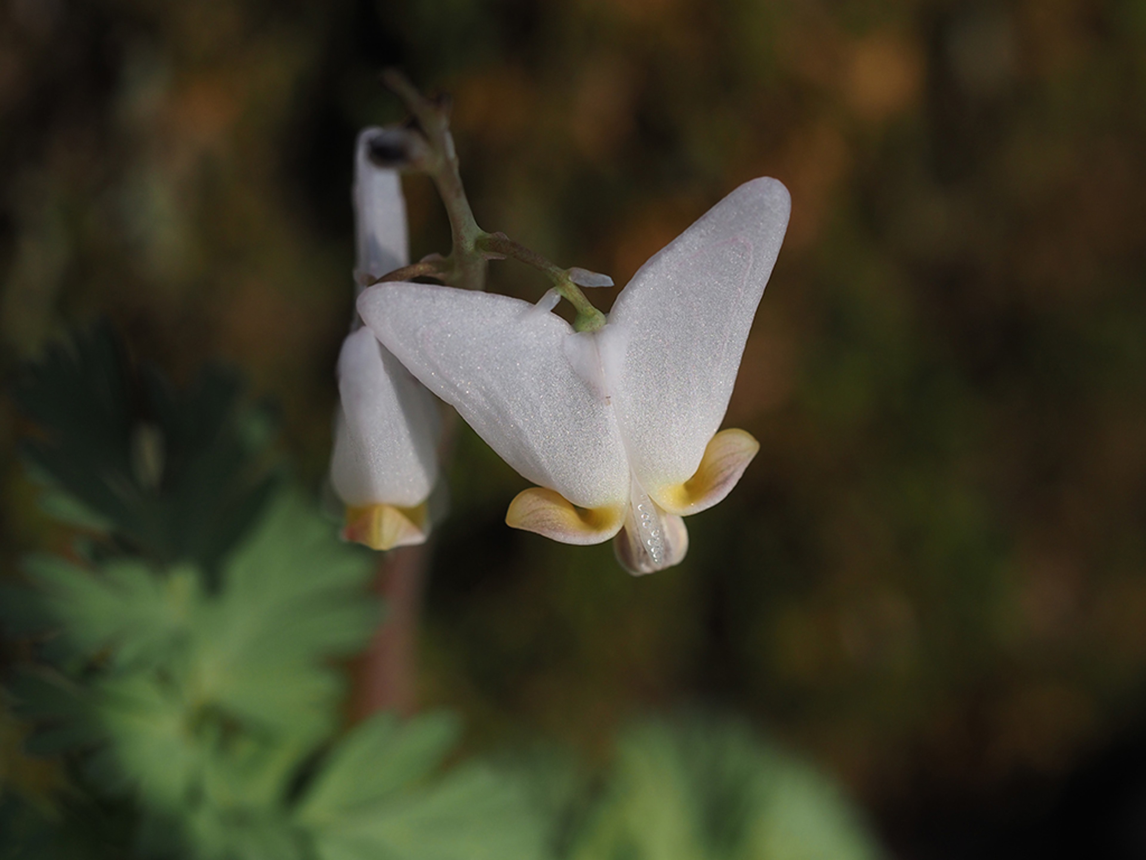 Soft yellow curved nectar spurs