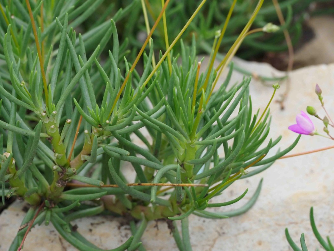 Succulent stem and leaves