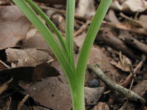 Basal grass-like leaves