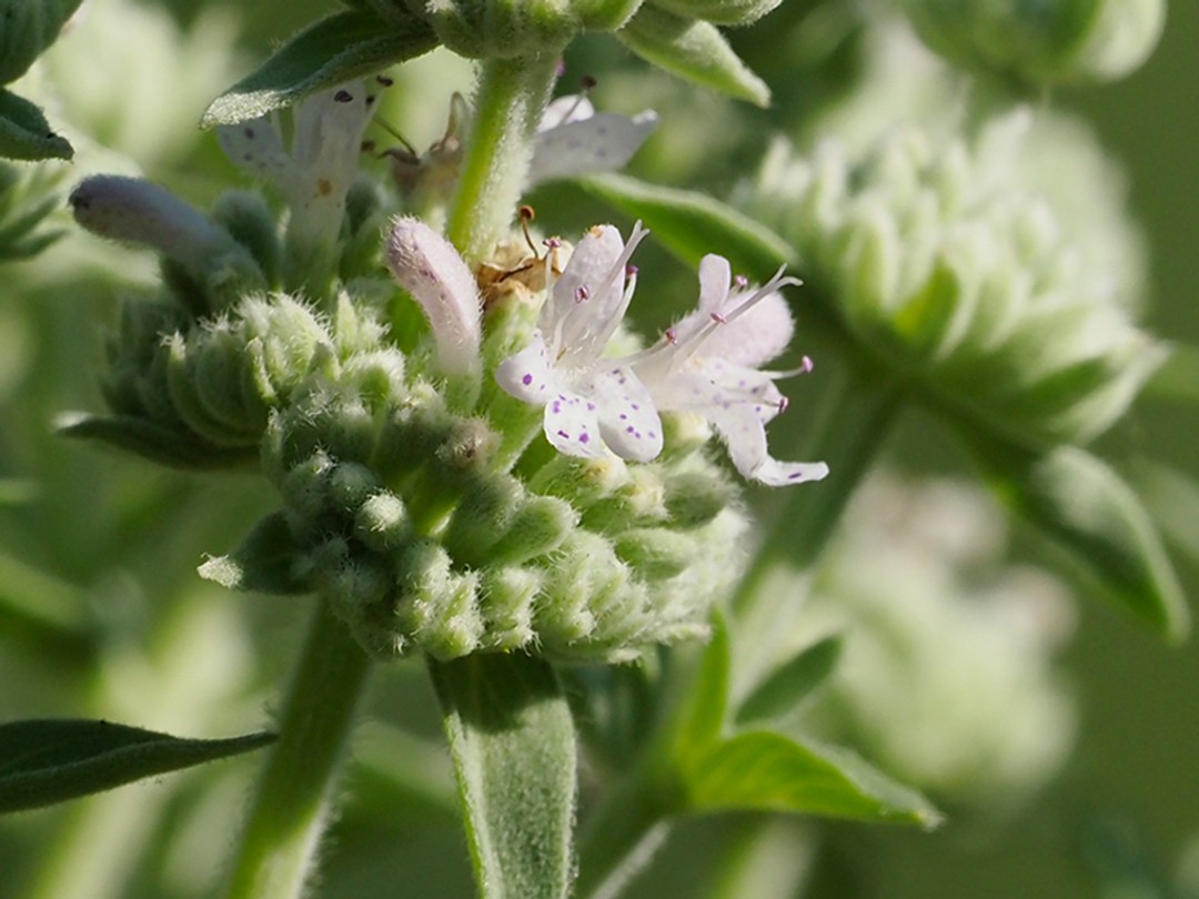 White flowers with purple dots