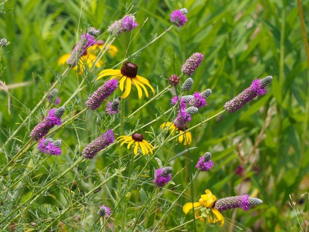 Purple prairie clover