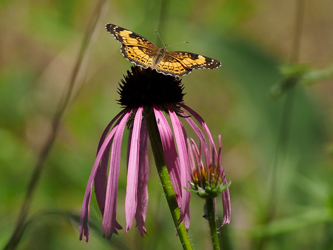Silvery Checkerspot
