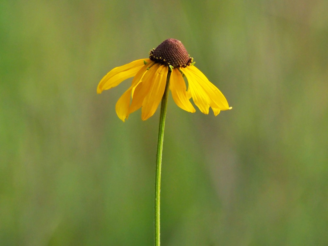Flower in peak bloom