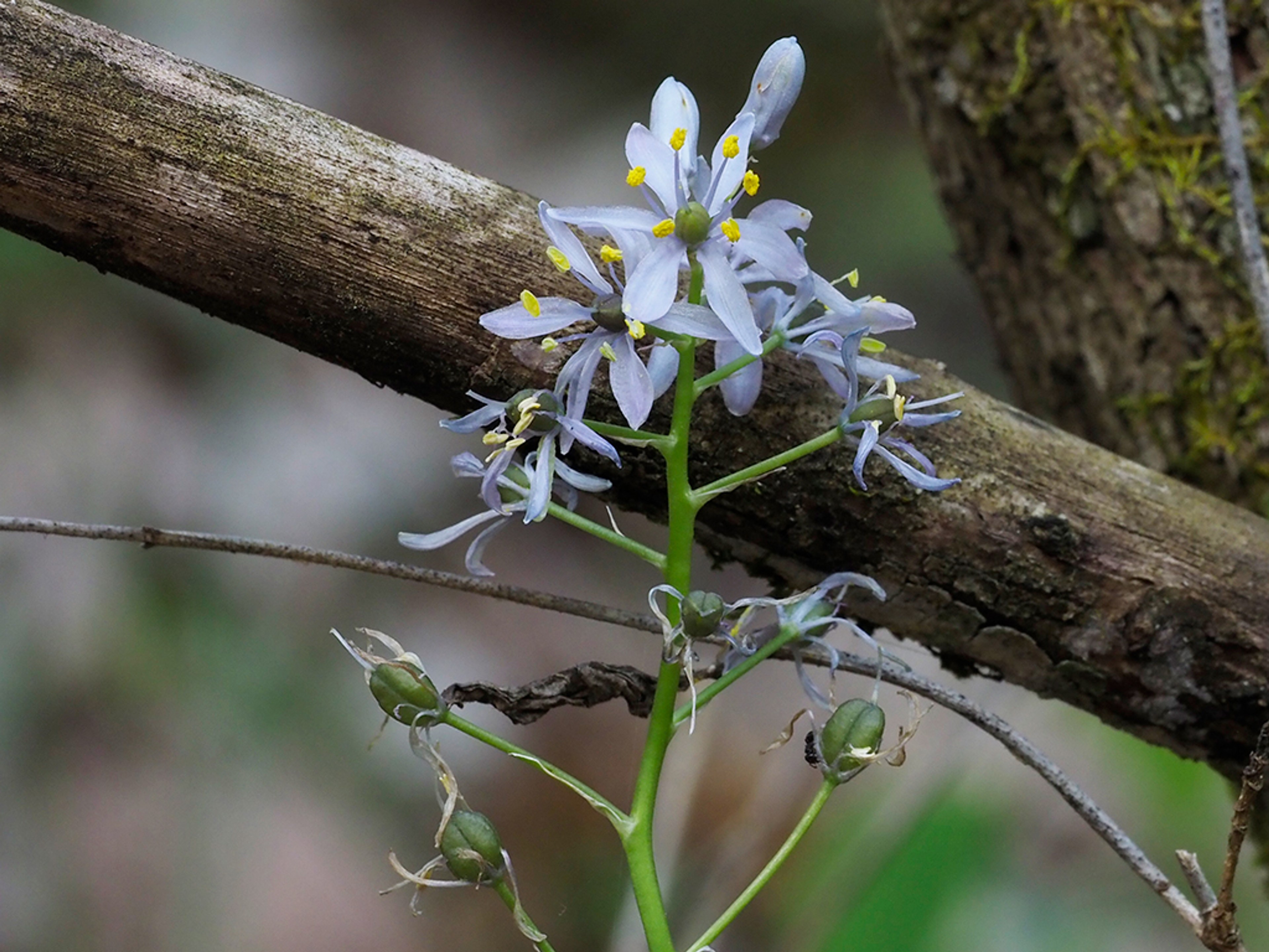 Wild hyacinth in woodland habitat