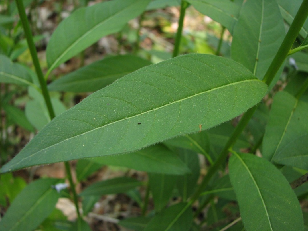 Leaf adaxial surface