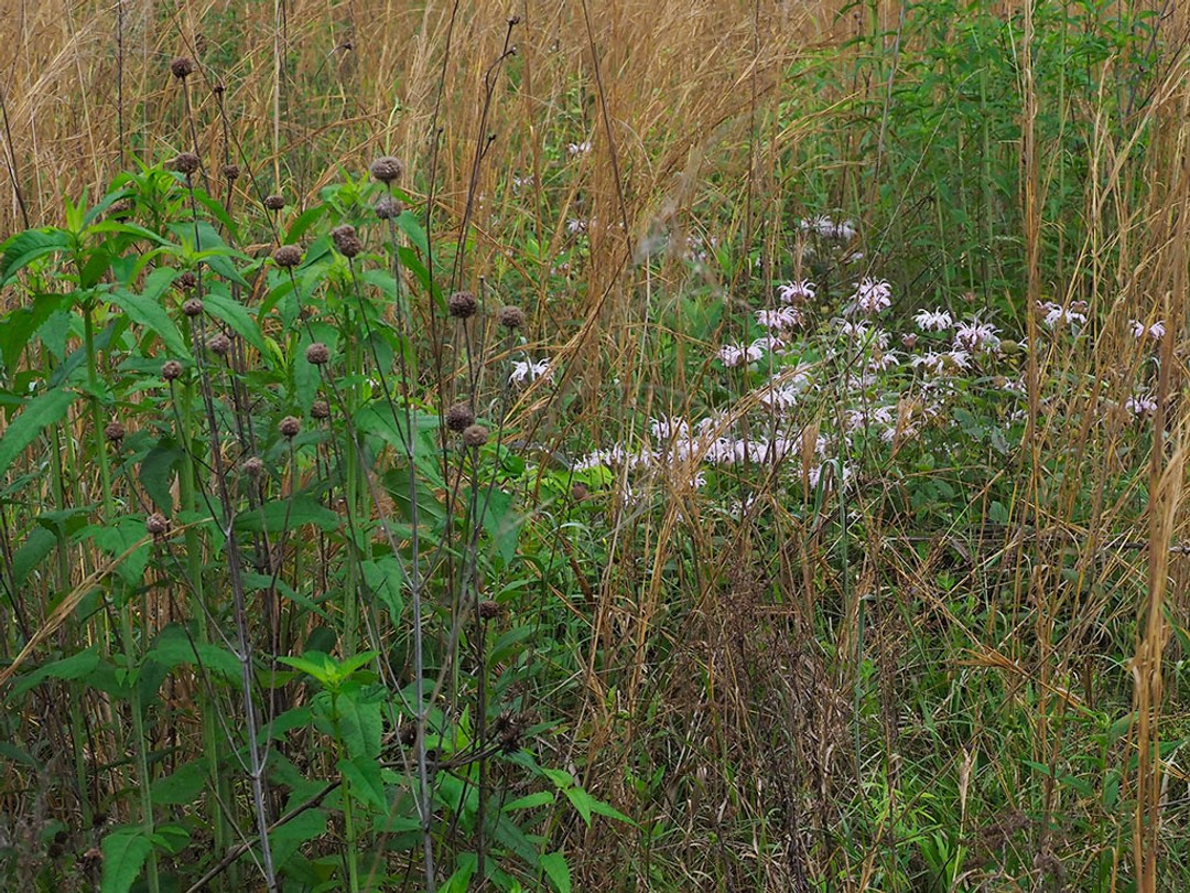 With Monarda fistulosa