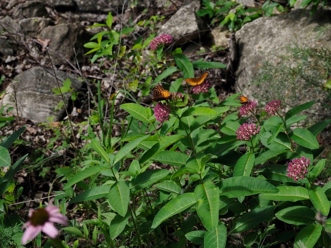 with Echinacea purpurea