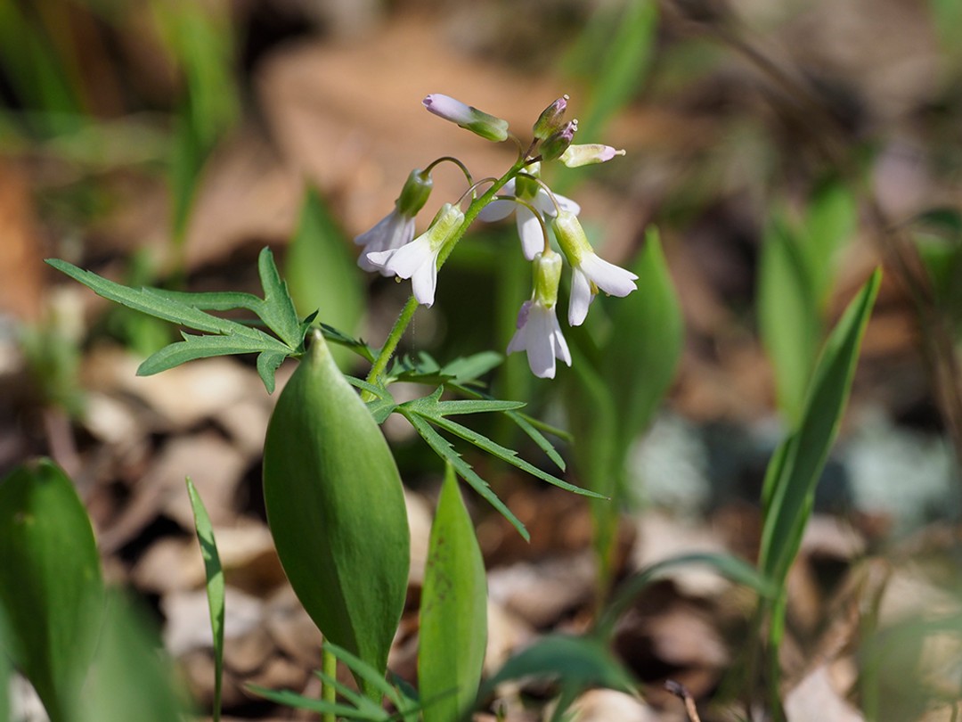 Cutleaf toothwort with leaves of Trout lily
