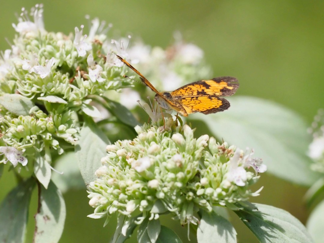 Pearl crescent butterfly