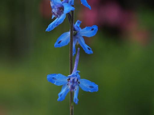 Blue flowers with Violet spurs