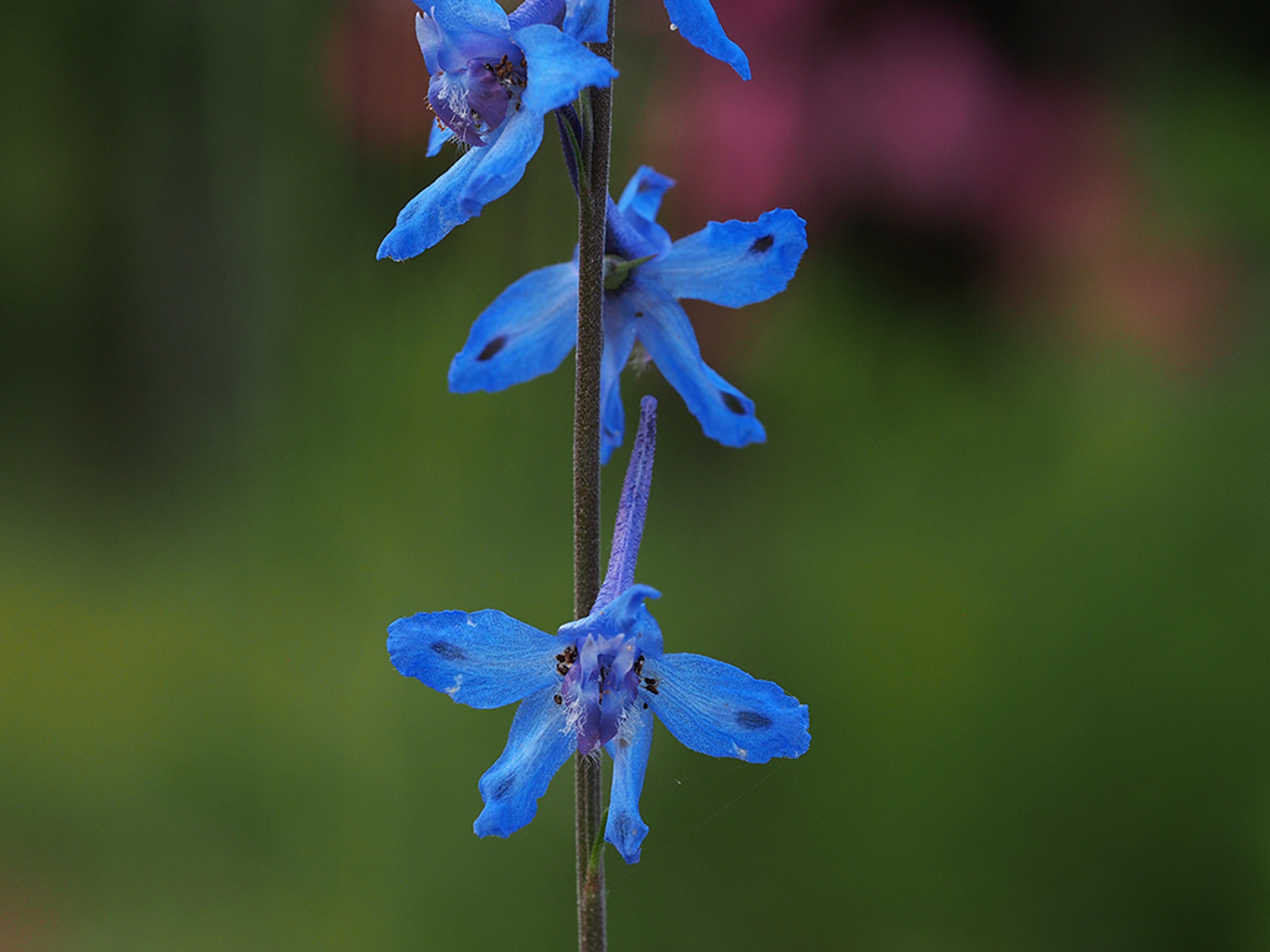 Delphinium carolinianum