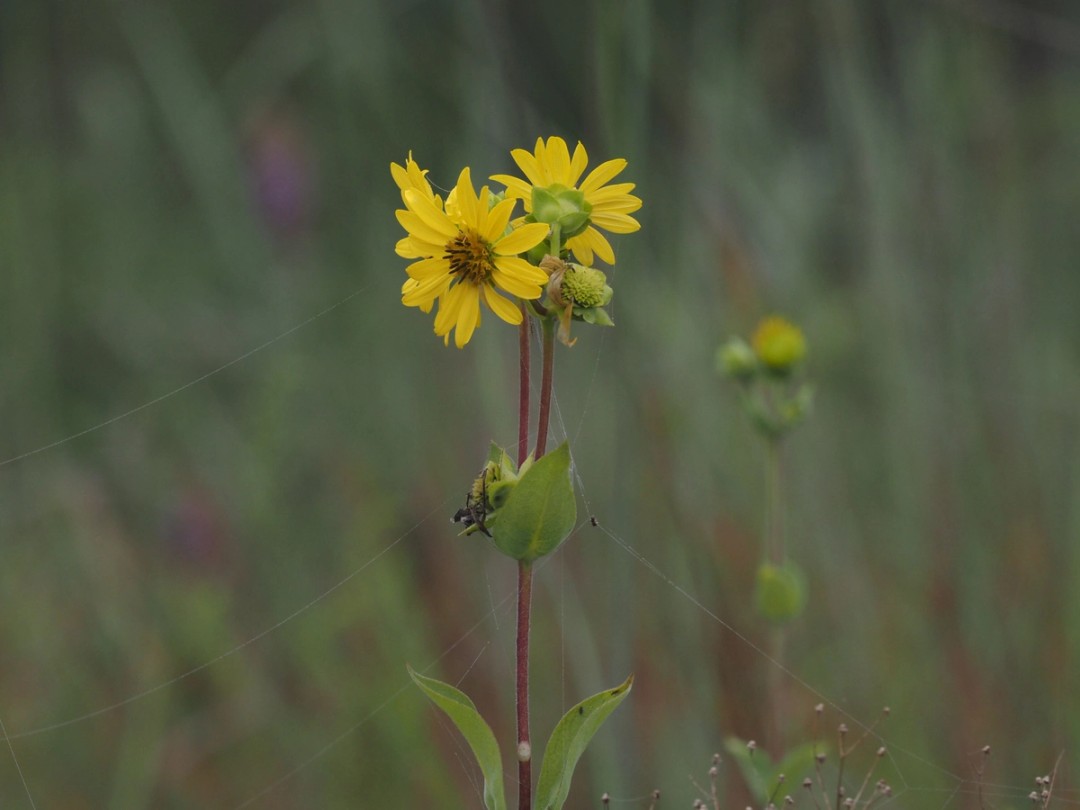 Grassland habitat