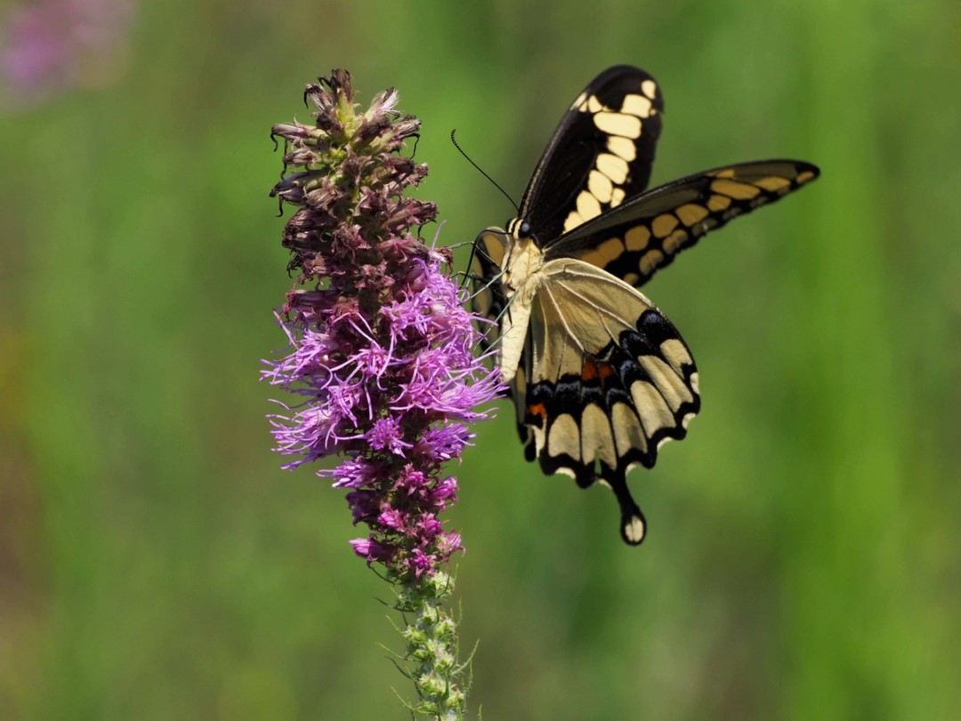Giant Swallowtail