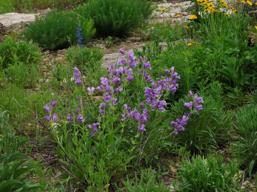 Limestone glade with Penstemon cobaea in peak flowering