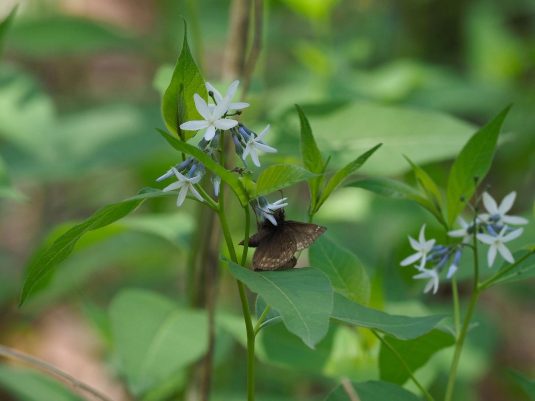 Horace's duskywing