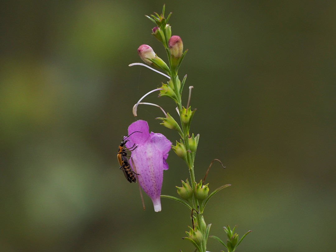 Soldier Beetle climbing on detached flower of Purple False Foxglove