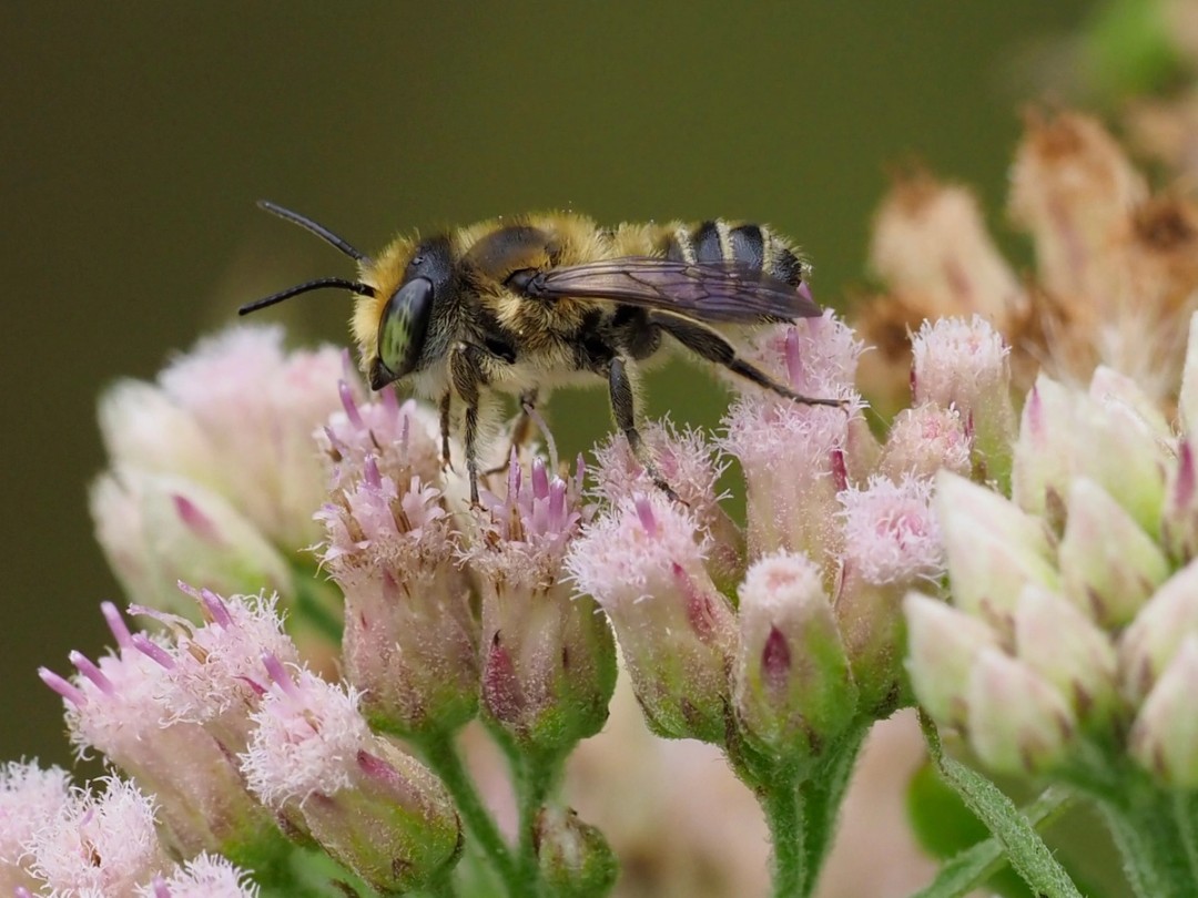 Megachile menda 