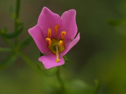 Opening bud