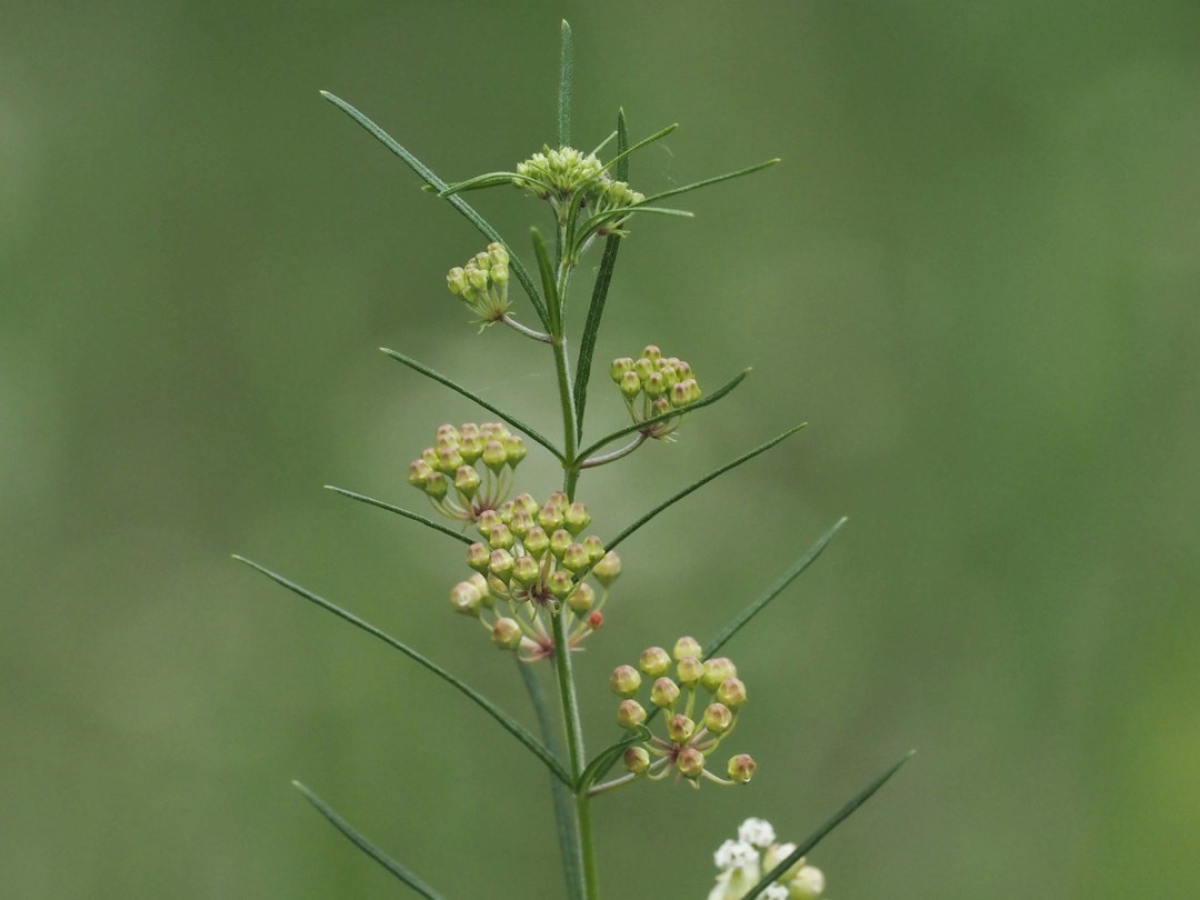 Buds at the top of the plant