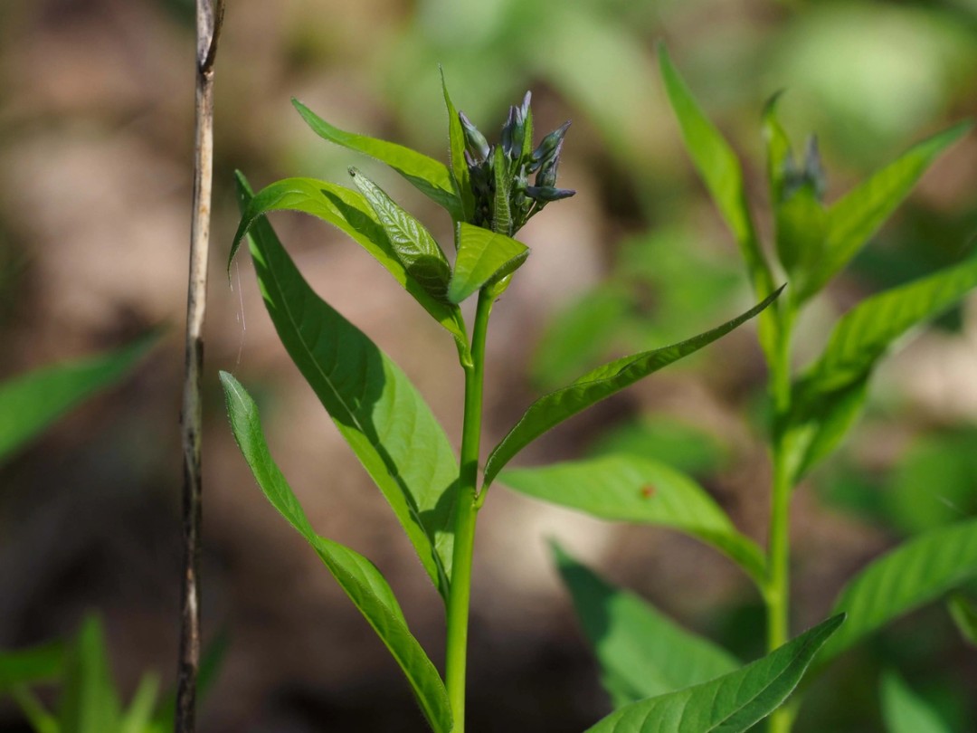 Brown stem from prior year