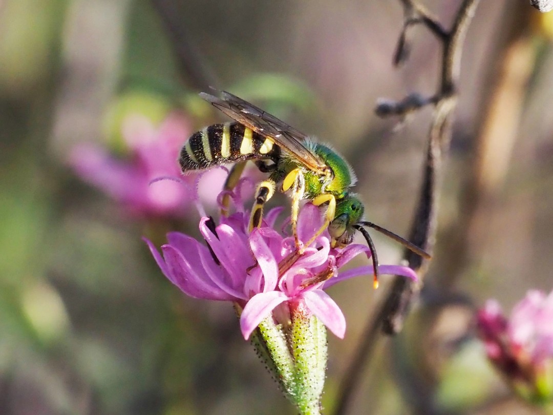 Striped Sweat bee