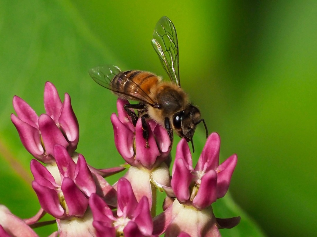 Honey bee