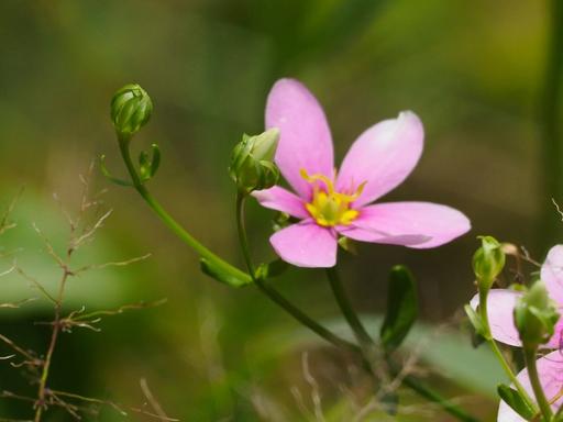 Buds and bracts