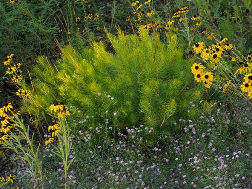 Rudbeckia missouriensis and Palafoxia callosa flowering alongside Amsonia ciliata in late summer to fall