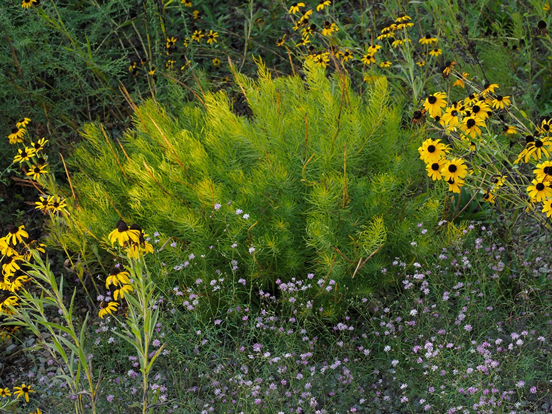 Rudbeckia missouriensis and Palafoxia callosa flowering alongside Amsonia ciliata in late summer to fall