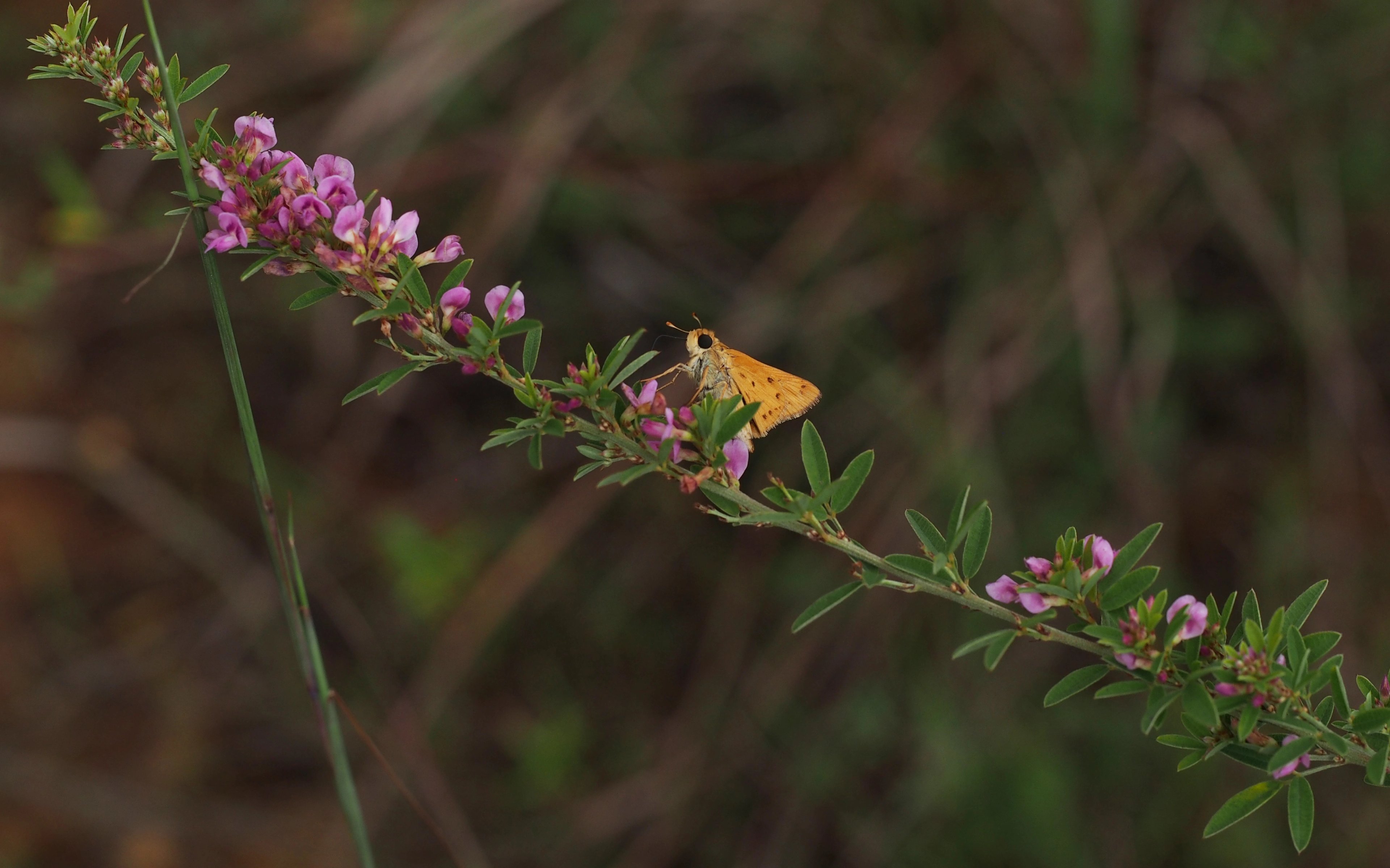 Lespedeza virginica with Fiery skipper