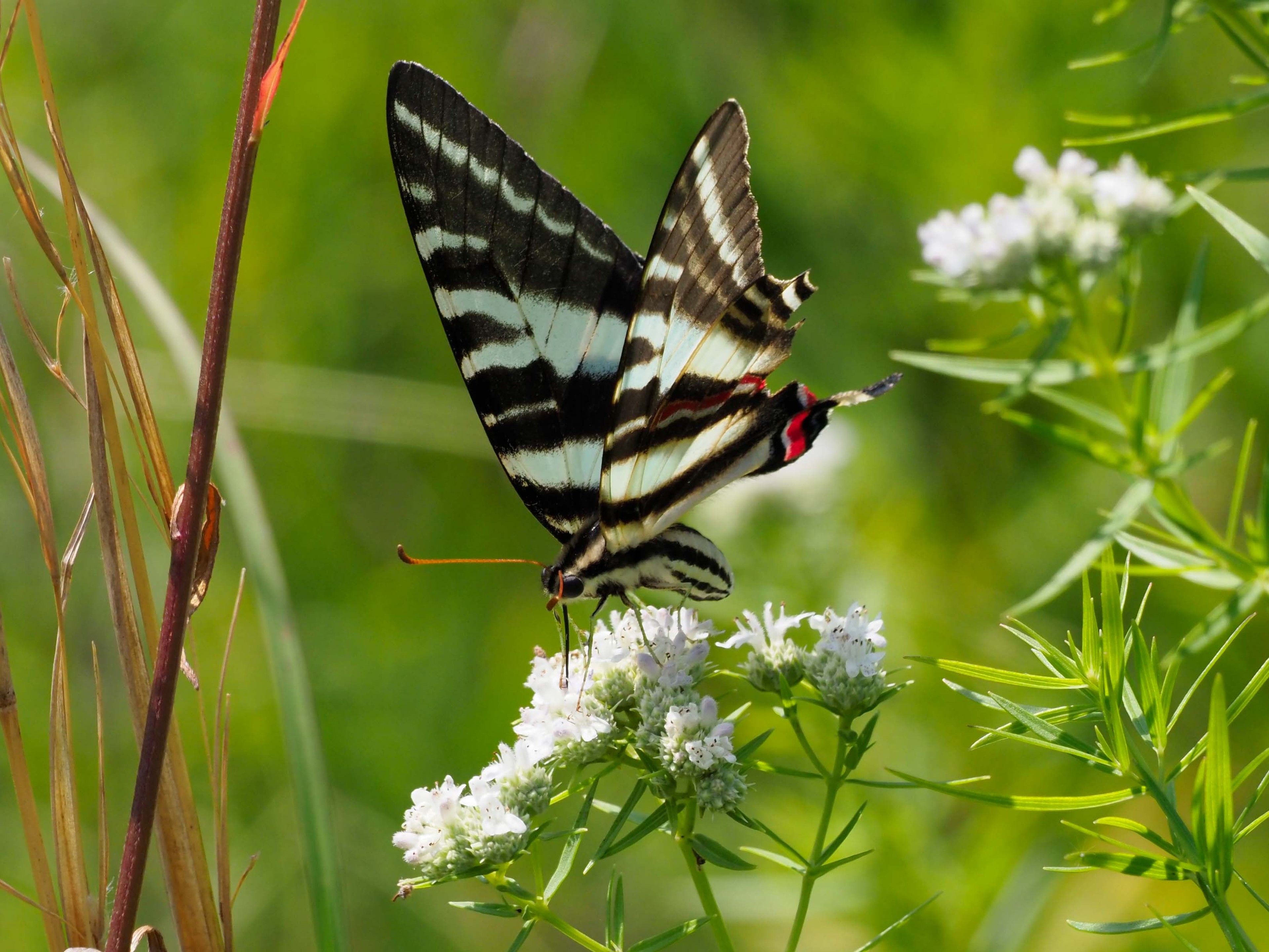 Zebra Swallowtail
